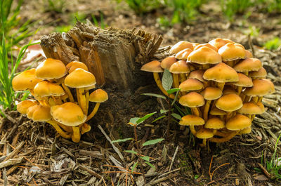 Close-up of mushrooms growing on field