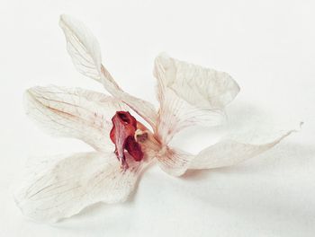 Close-up of flower over white background