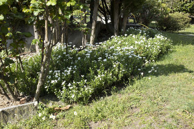 Plants growing on land