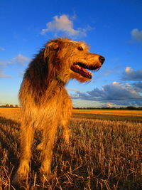 View of dog on field against sky