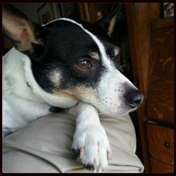 Dog resting on sofa