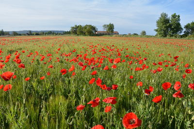 Close-up of red flowers growing in field