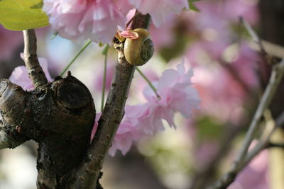 Close-up of insect on pink flower tree