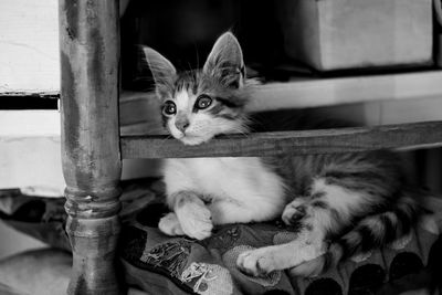 Portrait of kitten sitting