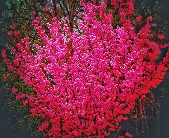 Close-up of fresh pink flowers blooming on tree