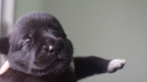 Close-up portrait of a dog