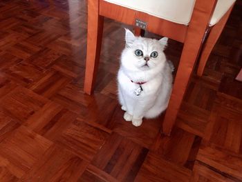 Portrait of cat sitting on hardwood floor