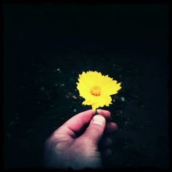 Close-up of cropped hand holding daisy