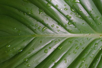 Full frame shot of wet green leaves