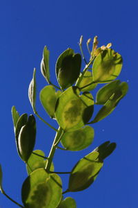 Low angle view of plant against blue sky