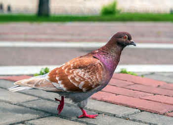 Close-up of pigeon perching on footpath