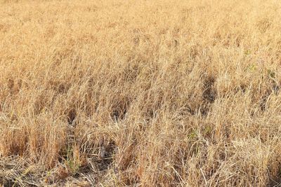 Full frame shot of crops on field