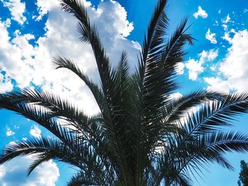 Low angle view of palm trees against blue sky