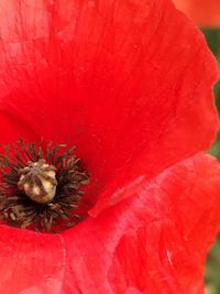 Close-up of red poppy flower