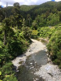 Scenic view of river amidst trees in forest