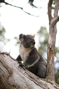 Low angle view of monkey sitting on tree