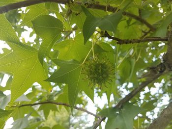 Low angle view of green leaves on tree