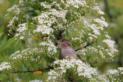 Close-up of bird perching on flower