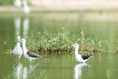 View of birds in lake