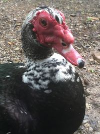 Close-up of duck