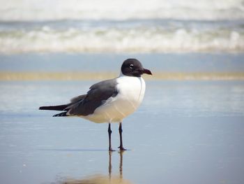 Seagull perching on a sea