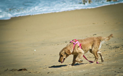 Side view of golden retriever walking at beach