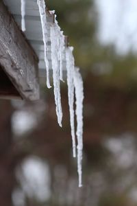 Close-up of icicles hanging from tree