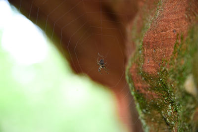 Cave entrance spider trap