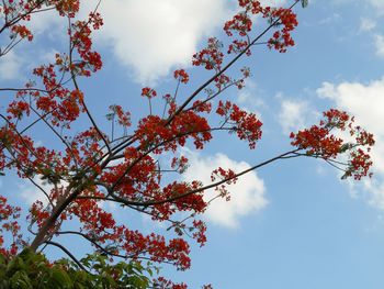 Low angle view of cherry blossoms against sky