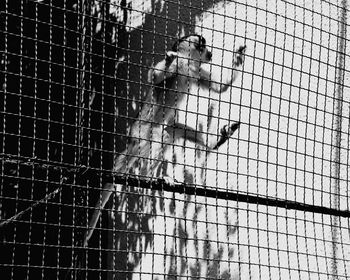 View of cat in cage