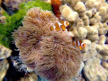 Close-up of coral in sea