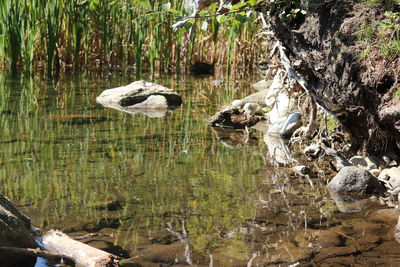 View of birds on rock by lake