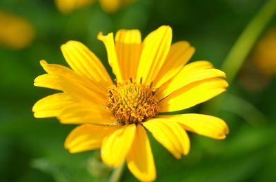 Close-up of yellow flower