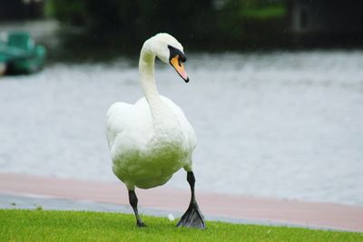 Close-up of swan in lake