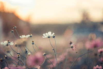 Close-up of flowering plants on field against sky