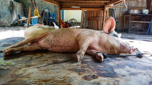 View of a sleeping resting