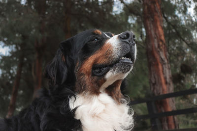 Close-up of dog looking away