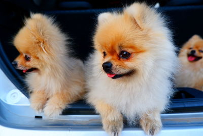 Close-up of two dogs