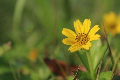 Close-up of yellow flowering plant