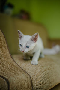 Close-up portrait of a kitten