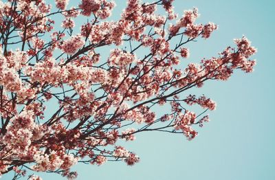 Low angle view of cherry tree against sky