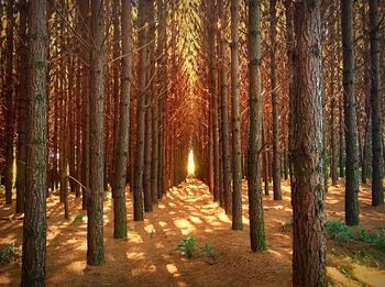 Trees in forest during autumn