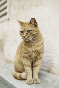 Portrait of stray ginger cat. cute and shabby homeless animal. fluffy mammal on wall background. 