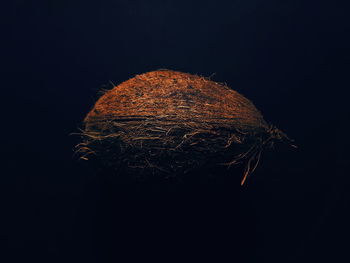 Close-up of dried leaf against black background