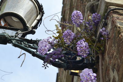 Close-up of purple flowering plants