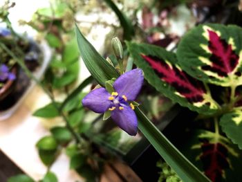 Close-up of purple flowers blooming outdoors