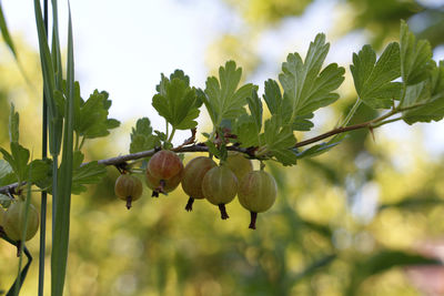 Close-up of fruits growing on tree