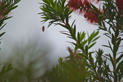 Close-up of plants against blurred background