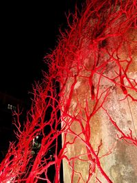 Low angle view of illuminated tree at night