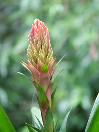 Close-up of plant growing in park